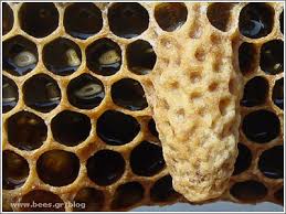 Βασιλοκέλι 1