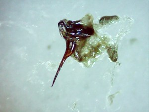 Κεντρί με ασκό 20Χ