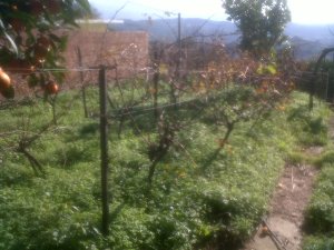 IMG00092-20131214-1244