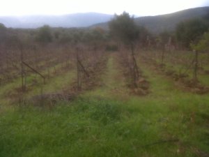 IMG00105-20131214-1353