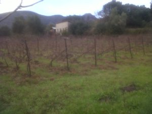 IMG00106-20131214-1353