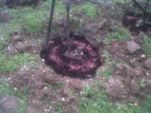 IMG00110-20131214-1355