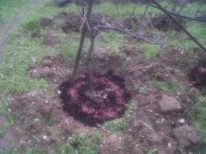 IMG00111-20131214-1355