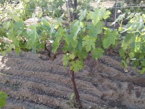 Θερινό Κλάδεμα 1