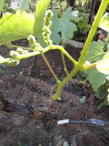 Θερινό Κλάδεμα 10