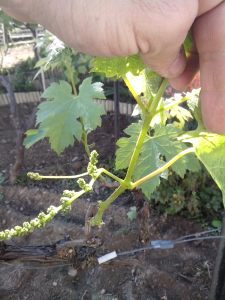 Θερινό Κλάδεμα 11