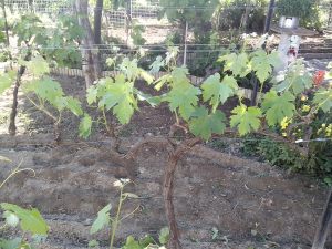 Θερινό Κλάδεμα 12