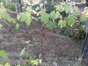 Θερινό Κλάδεμα 13