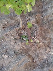 Θερινό Κλάδεμα 14