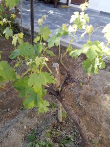 Θερινό Κλάδεμα 15