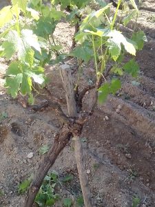 Θερινό Κλάδεμα 16