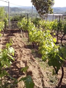 Θερινό Κλάδεμα 17