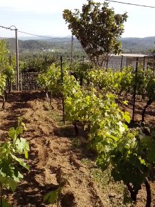 Θερινό Κλάδεμα 18