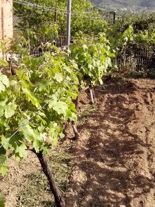 Θερινό Κλάδεμα 20