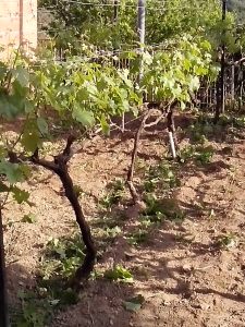 Θερινό Κλάδεμα 21