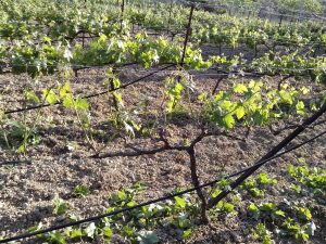 Θερινό Κλάδεμα 23