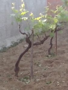 Θερινό Κλάδεμα 24