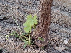 Θερινό Κλάδεμα 3