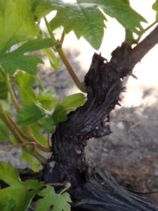 Θερινό Κλάδεμα 5