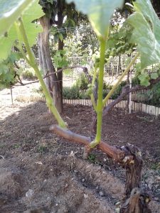 Θερινό Κλάδεμα 6