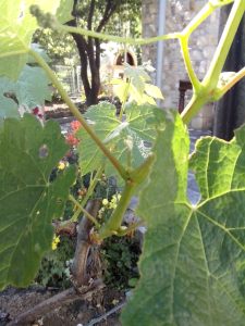 Θερινό Κλάδεμα 7