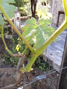 Θερινό Κλάδεμα 8