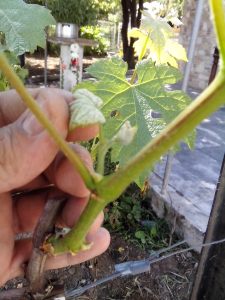 Θερινό Κλάδεμα 9