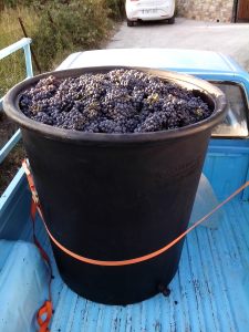 ΚΑΔΟΣ ΜΕ ΣΤΑΦΥΛΙΑ 1