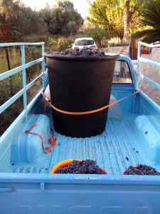 ΚΑΔΟΣ ΜΕ ΣΤΑΦΥΛΙΑ 3