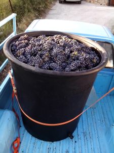 ΚΑΔΟΣ ΜΕ ΣΤΑΦΎΛΙΑ 2