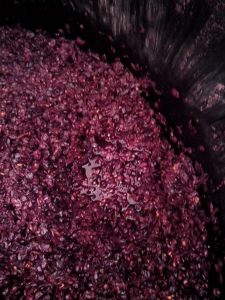 ΣΤΑΦΥΛΟΜΑΖΑ 1