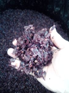 ΣΤΑΦΥΛΟΜΑΖΑ 3