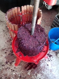 ΣΤΑΦΥΛΟΜΑΖΑ ΣΤΗΝ ΣΤΡΟΦΙΛΙΑ