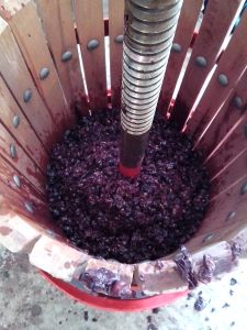 ΣΤΡΟΦΙΛΙΑ 5