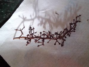 ΤΣΑΜΠΟΥΡΑ 1