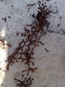 ΤΣΑΜΠΟΥΡΑ 2