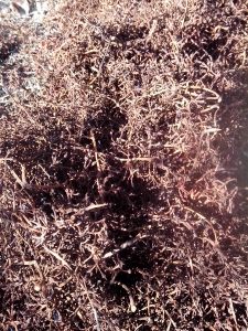 ΤΣΑΜΠΟΥΡΑ 3