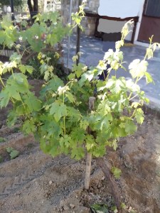 Θερινό Κλάδεμα 2