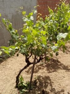 Θερινό Κλάδεμα 25