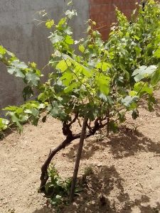 Θερινό Κλάδεμα 26