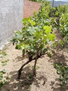 Θερινό Κλάδεμα 29