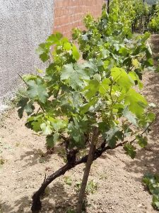 Θερινό Κλάδεμα 30